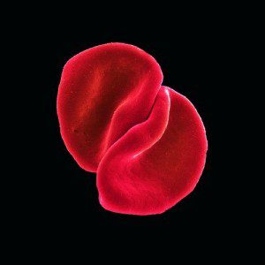 peter-gabriel-scratch-my-back peter-gabriel-scratch-my-back