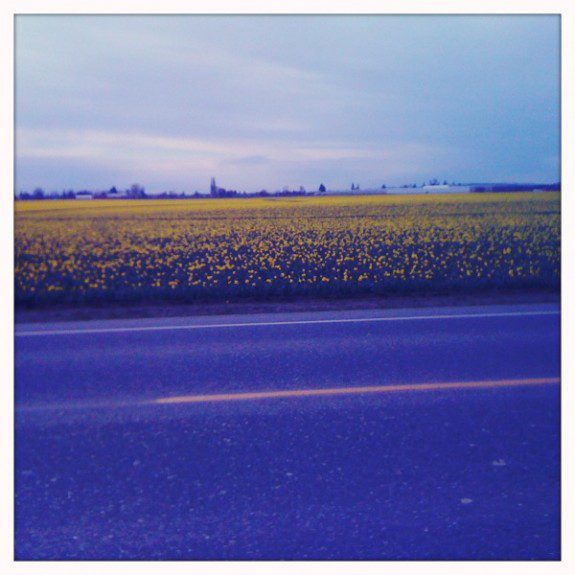 flowers Flowers in Skagit Valley