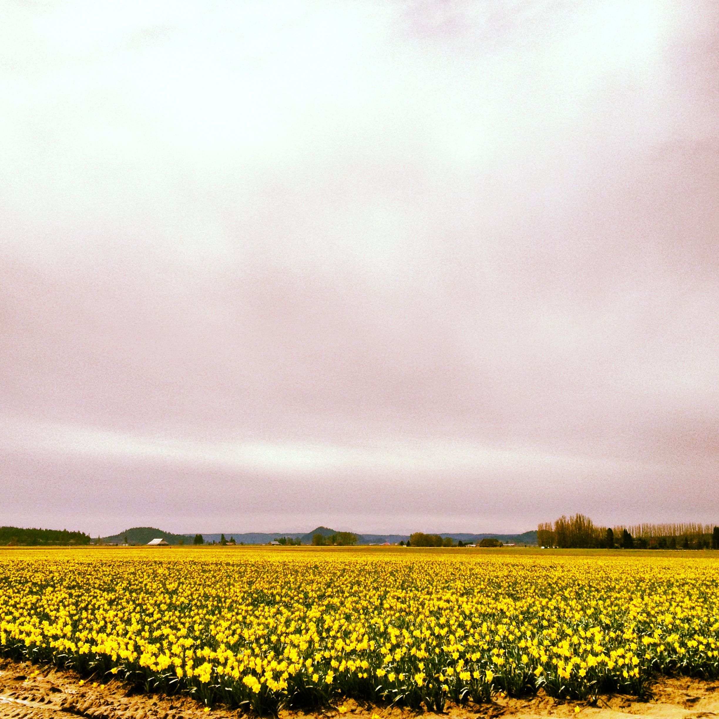 Skagit Tulips 2013