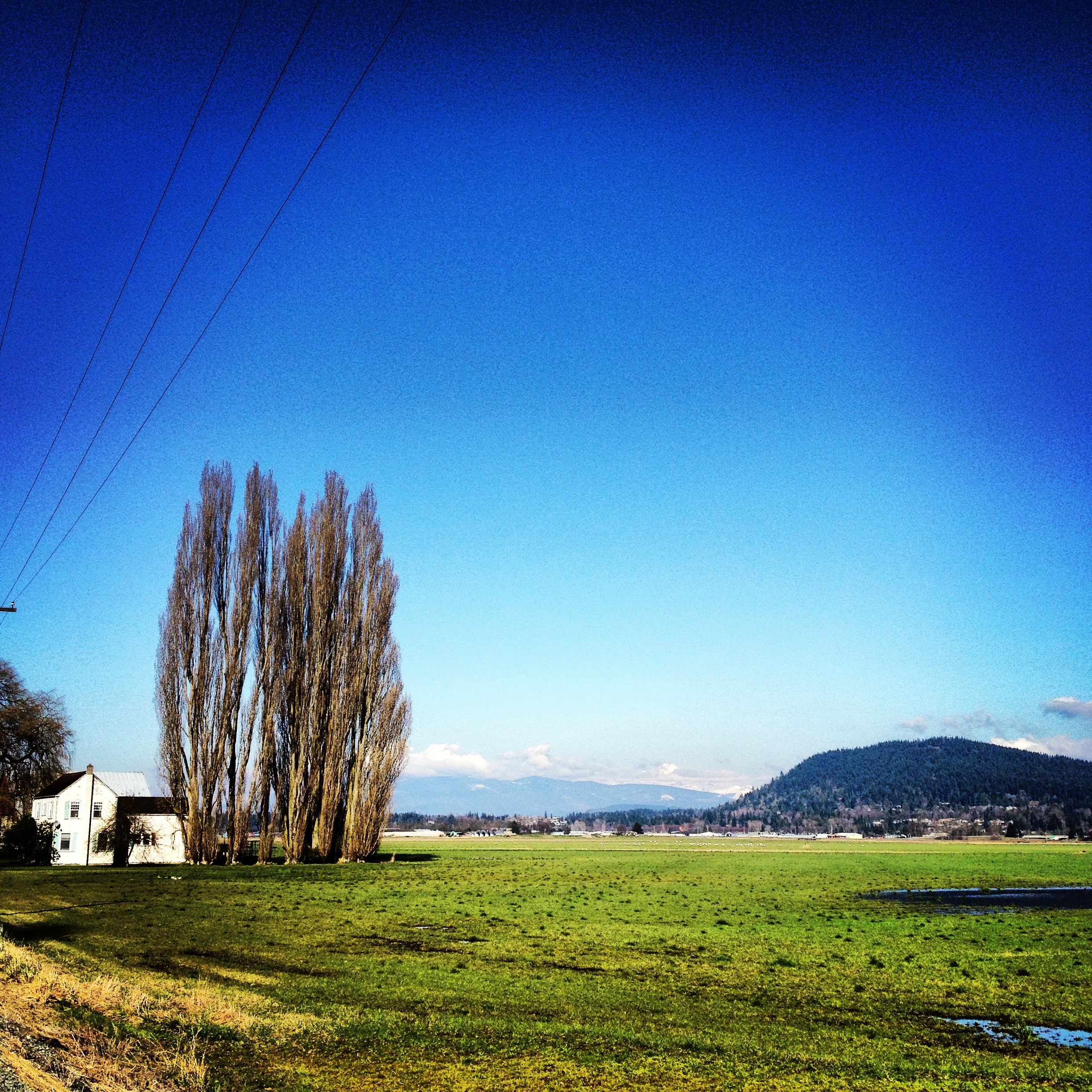 Spring in the Skagit Valley